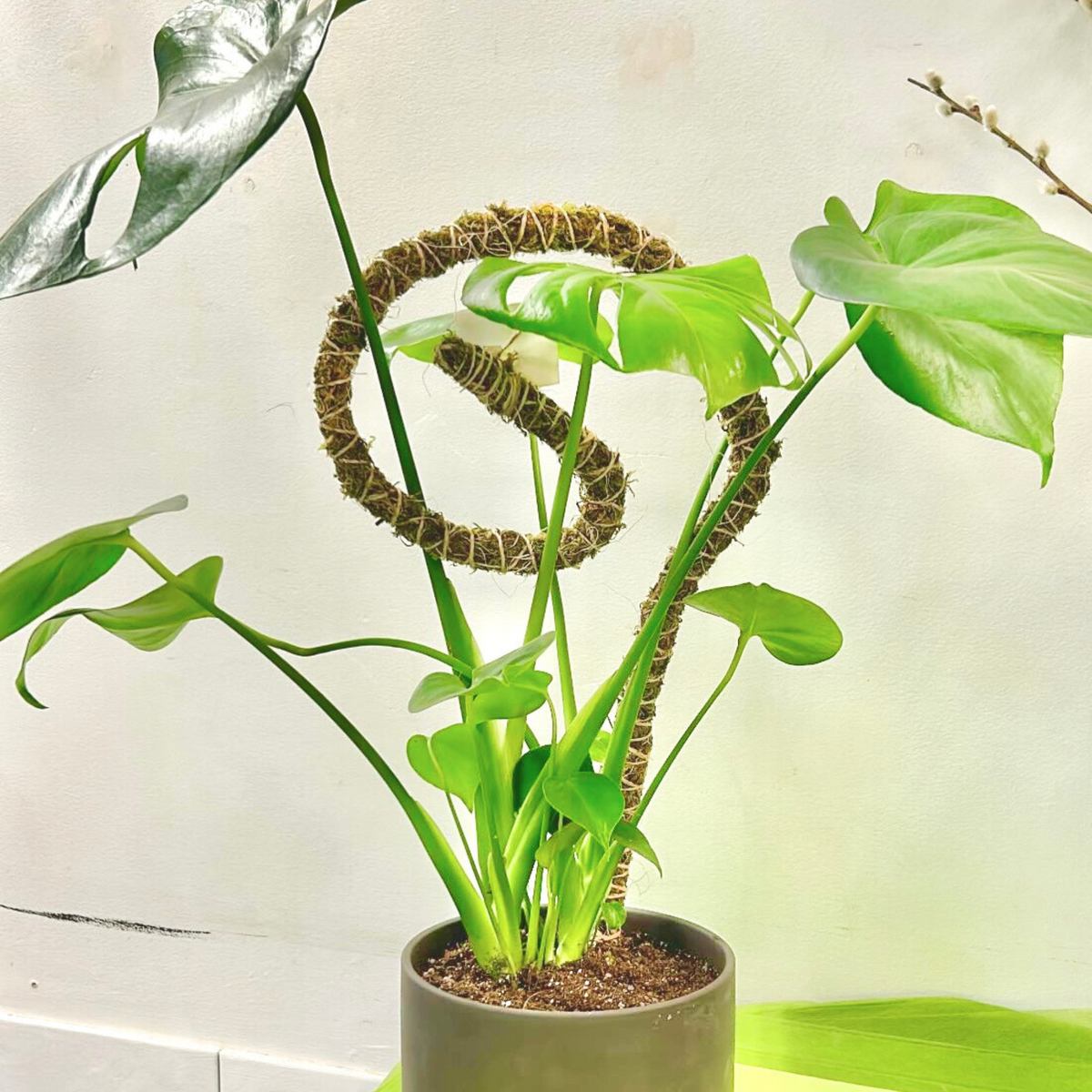The Bendable Moss Pole™ 𝘛𝘏𝘐𝘕
